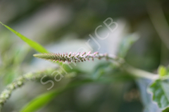 Achyranthes aspera